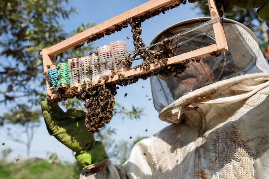bees are dying in brazil