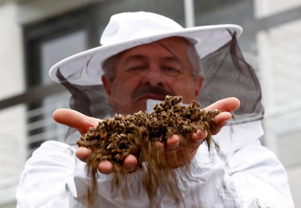 bees died in brazil