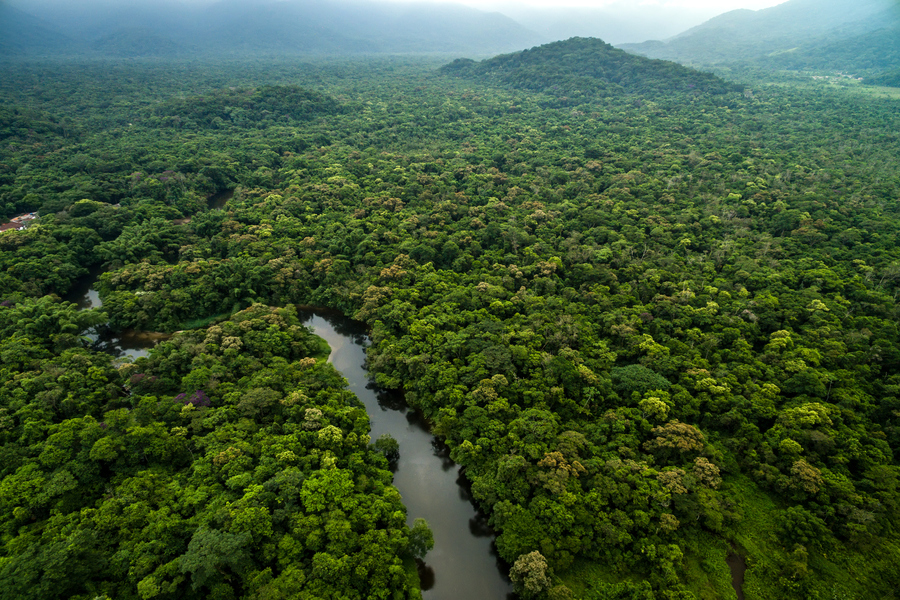 Why amazon rainforests are important