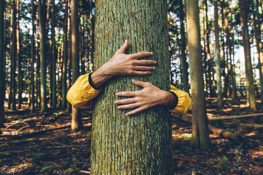Iceland to beat isolation by tree-hugging.