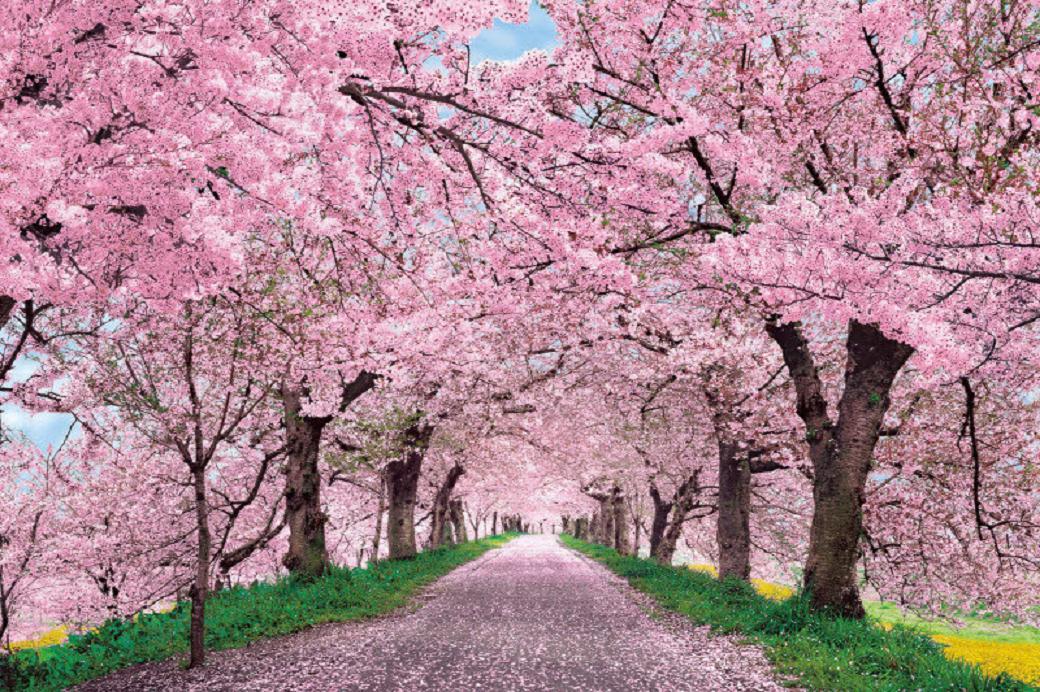 meghalaya shillong cherry blossoms
