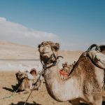 camel-safari-in-ladakh