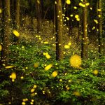 Fireflies-Festival
