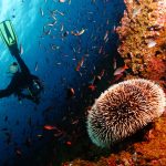 Top 10 Spots For Scuba Diving In Vietnam To Unveil The Underwater World