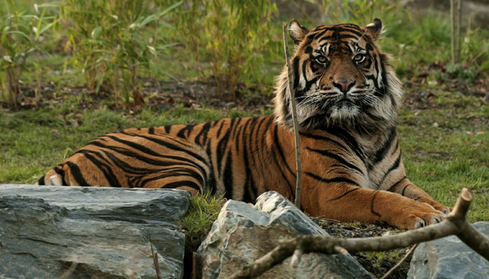 machali-tigress