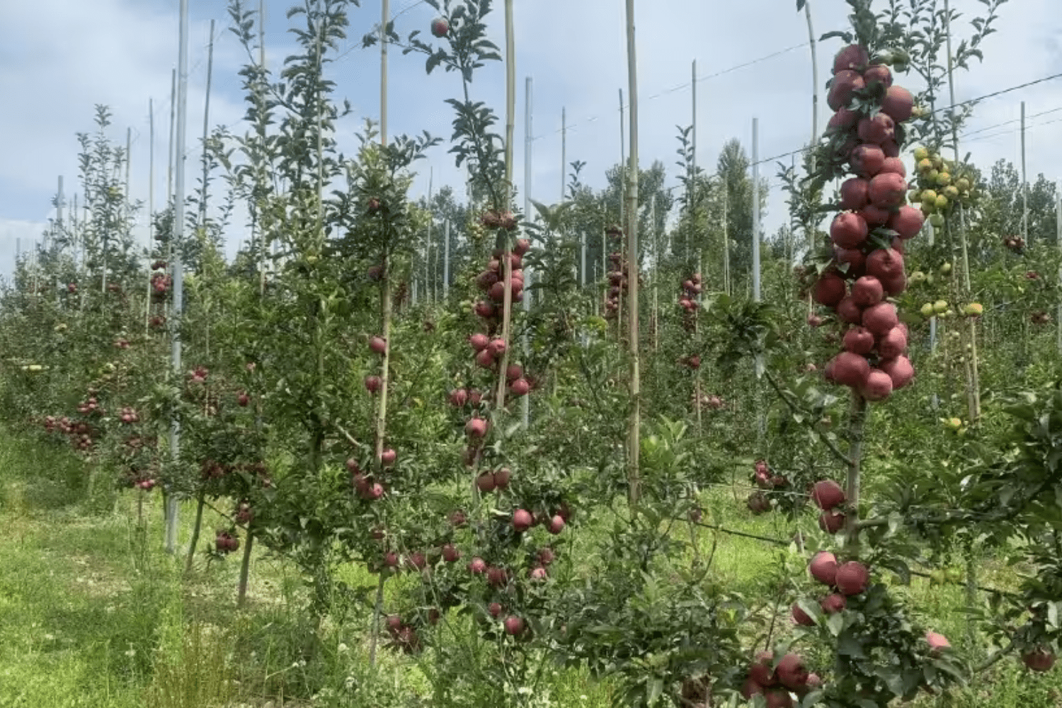 apple-orchards-in-kashmir
