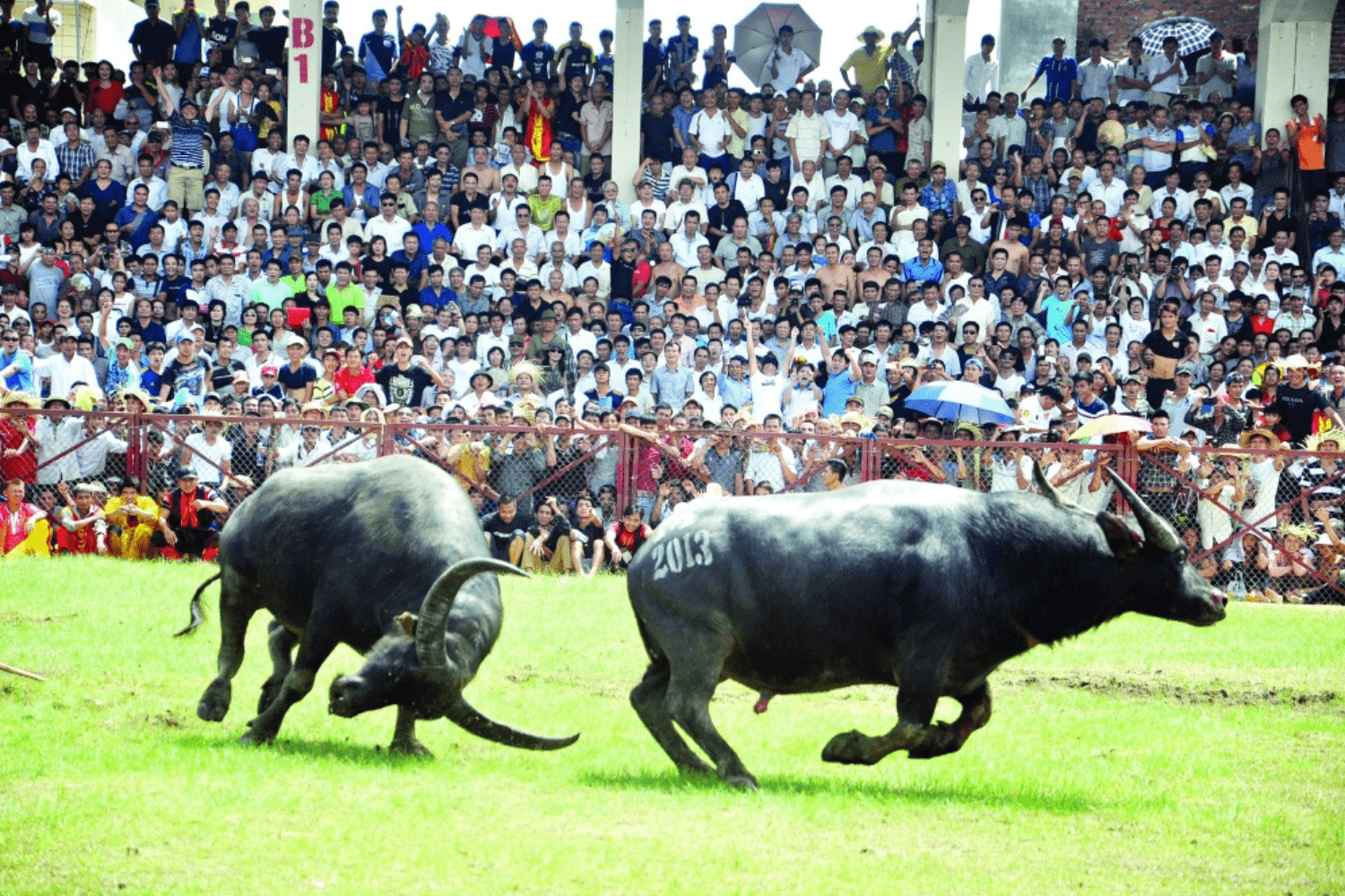 buffalo-fighting-festival-in-vietnam