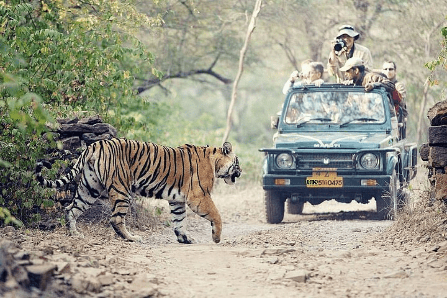 jungle-safari-in-uttarakhand