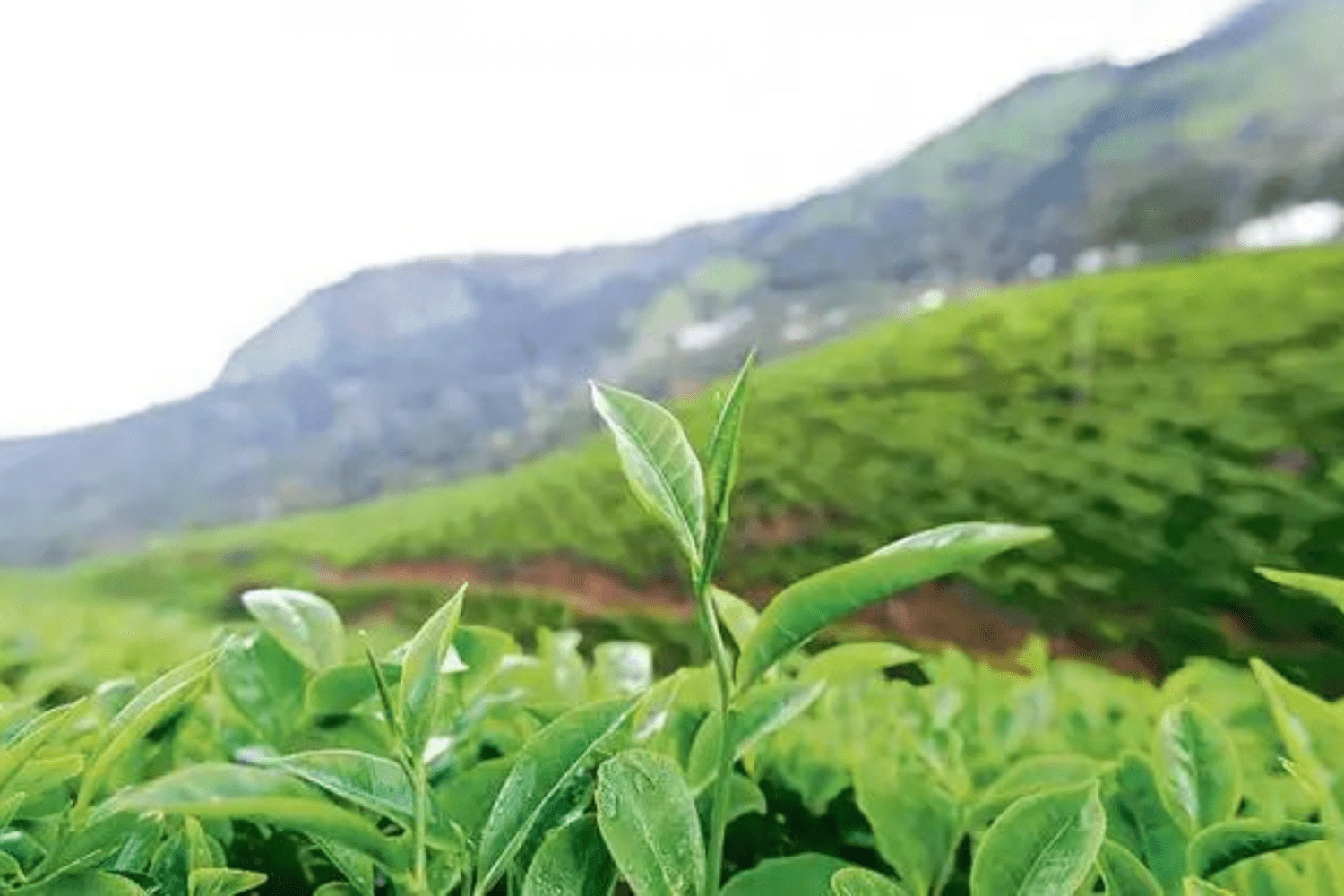 tea-estate-in-uttarakhand