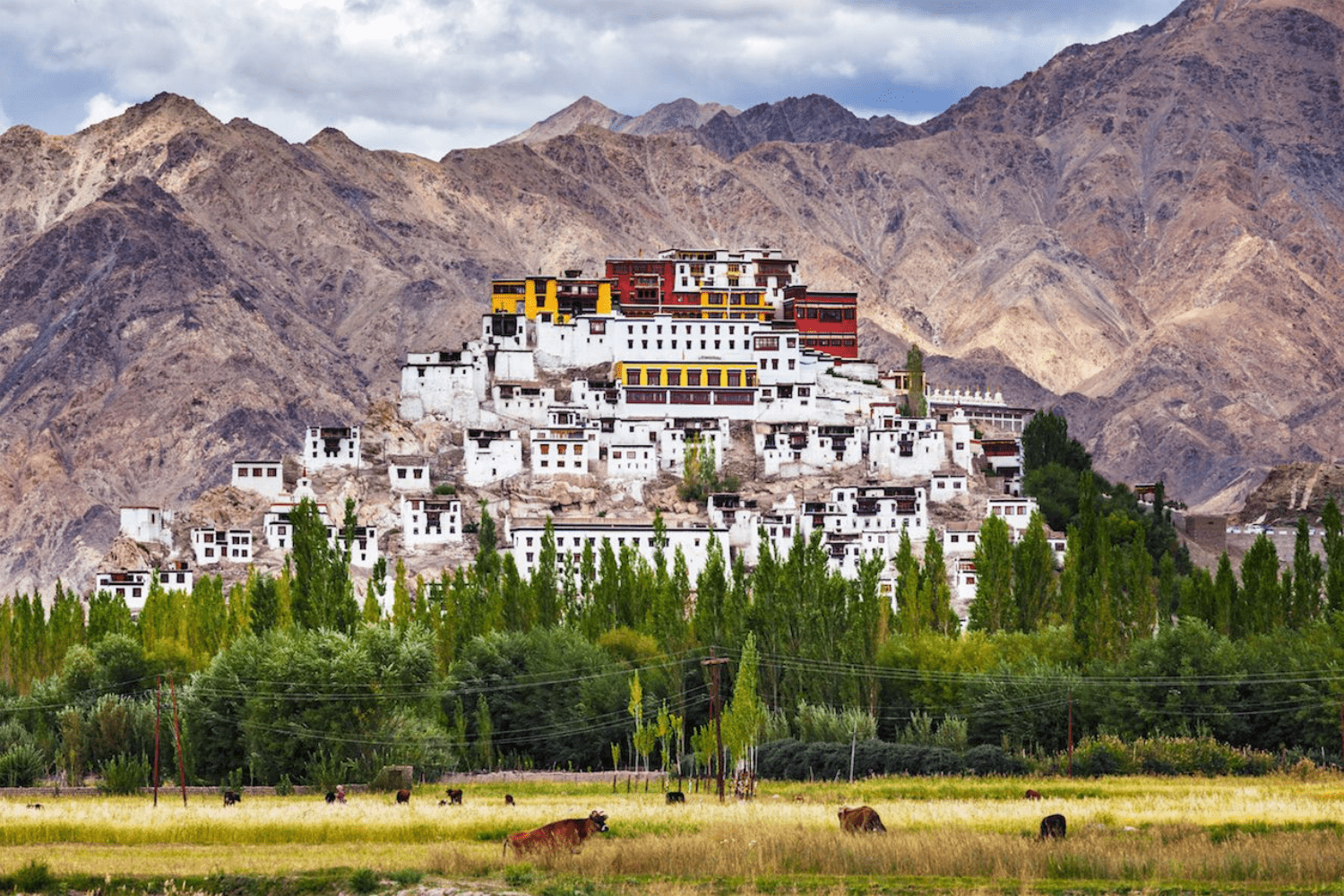 monasteries-in-ladakh