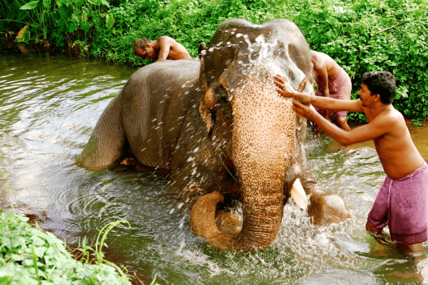 bathe-elephants-in-kerala