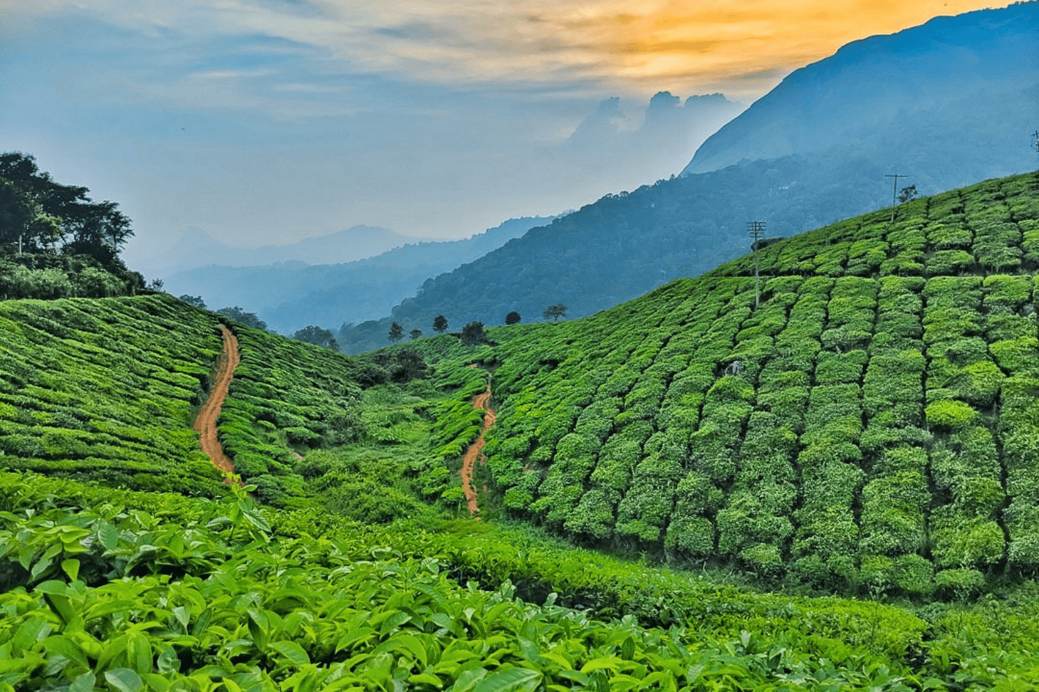 tea-garden-in-kerala