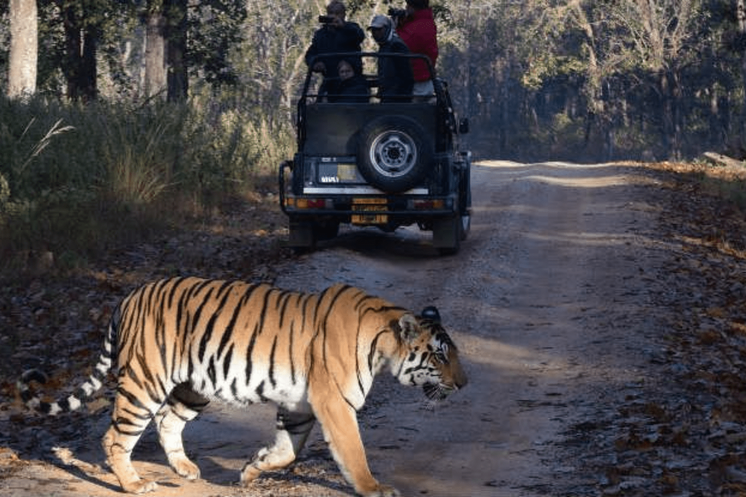 jeep-safari-in-periyar-wildlife-sanctuary-in-kerala