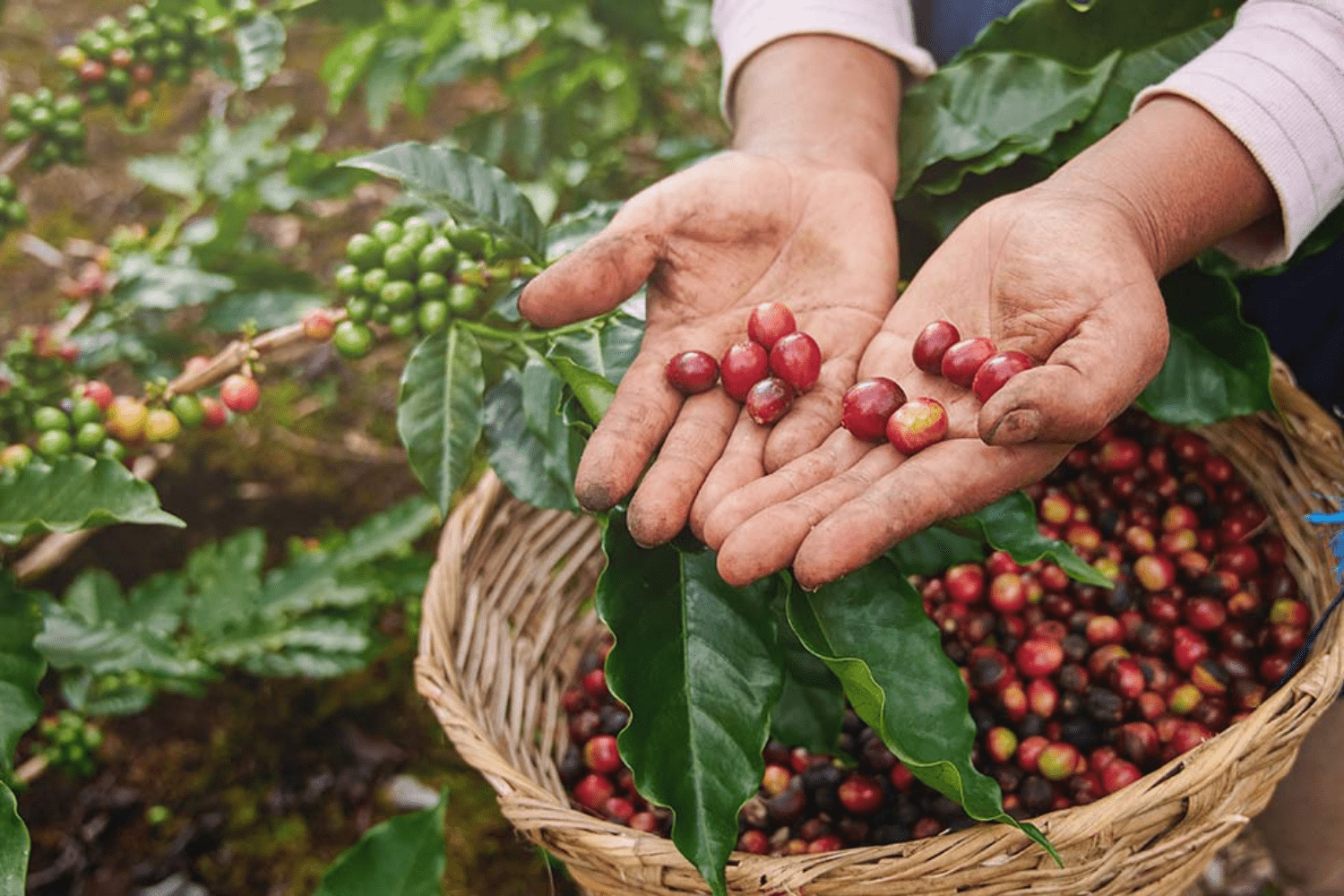 coffee-plantation-in-kerala