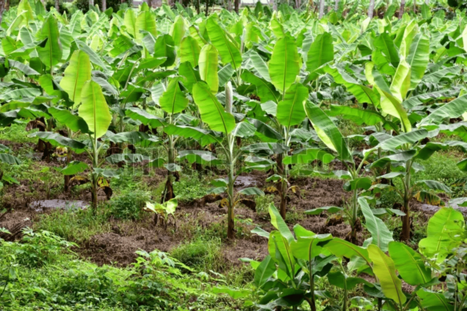 bananas-in-trivandrum-in-kerala