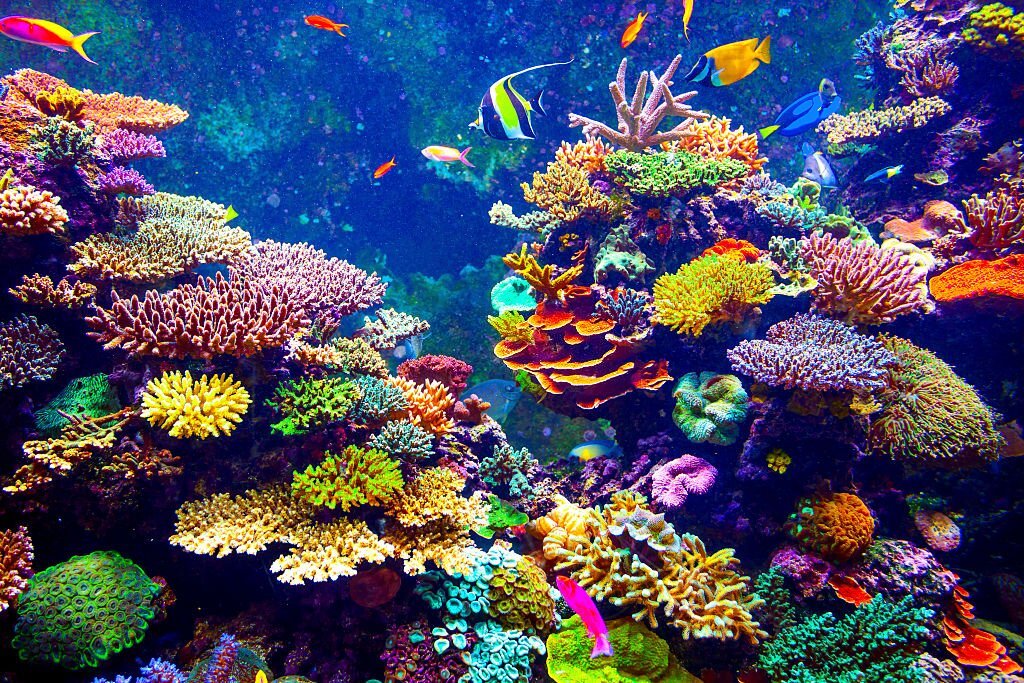coral-reefs-a-kaleidoscope-of-colors