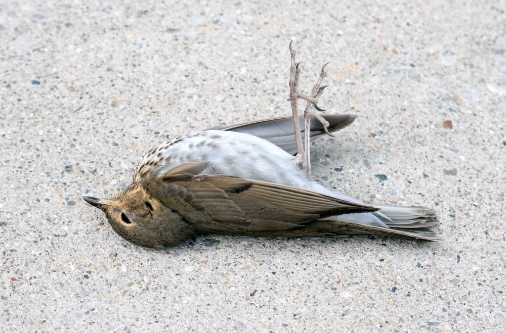 jatinga-bird-suicide-mystery