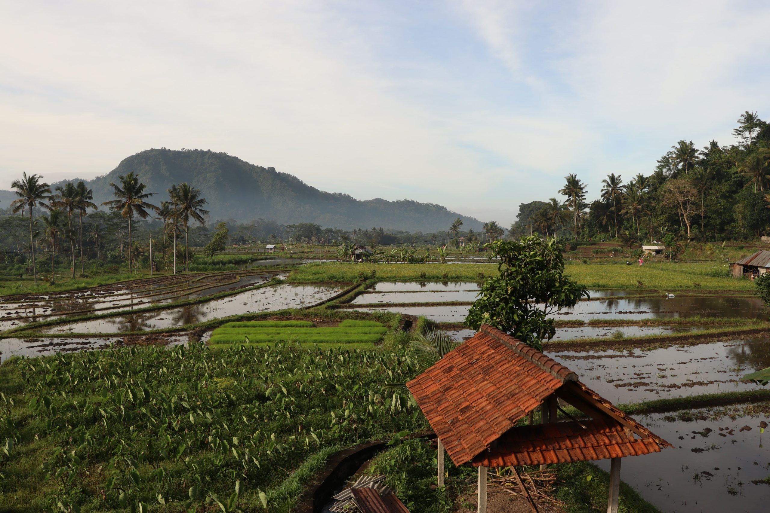 rice-terraces-sidemen-valley-in-bali