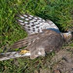 Jatinga Bird Suicide Mystery: Unsolving Bermuda Triangle of Birds