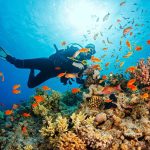 Scuba Diving In Andaman 2023: Underwater Adventure Awaits