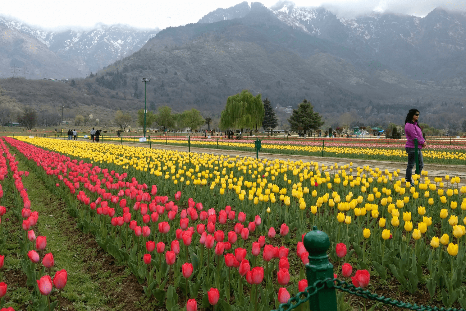 tulip-festival-in-kashmir