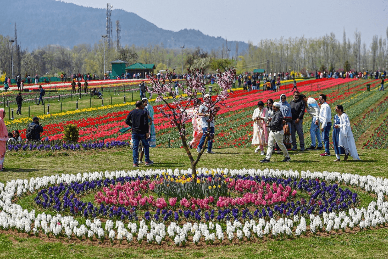 tulip-festival-in-kashmir