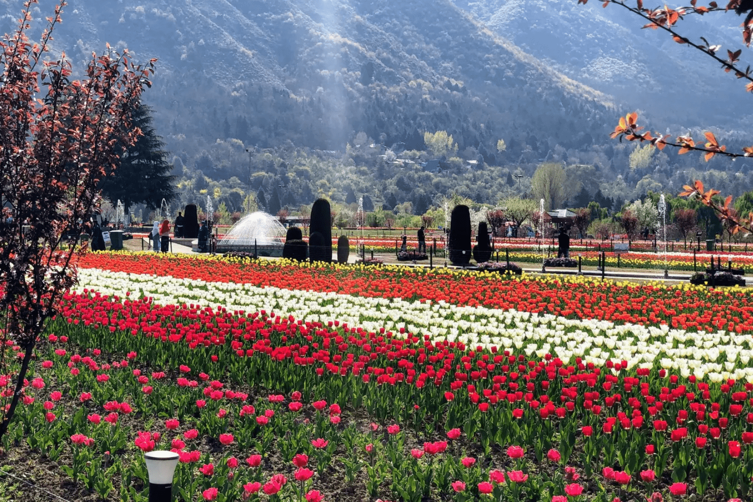 kashmir-tulip-festival