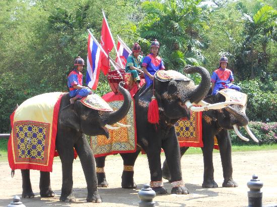 elephant-show