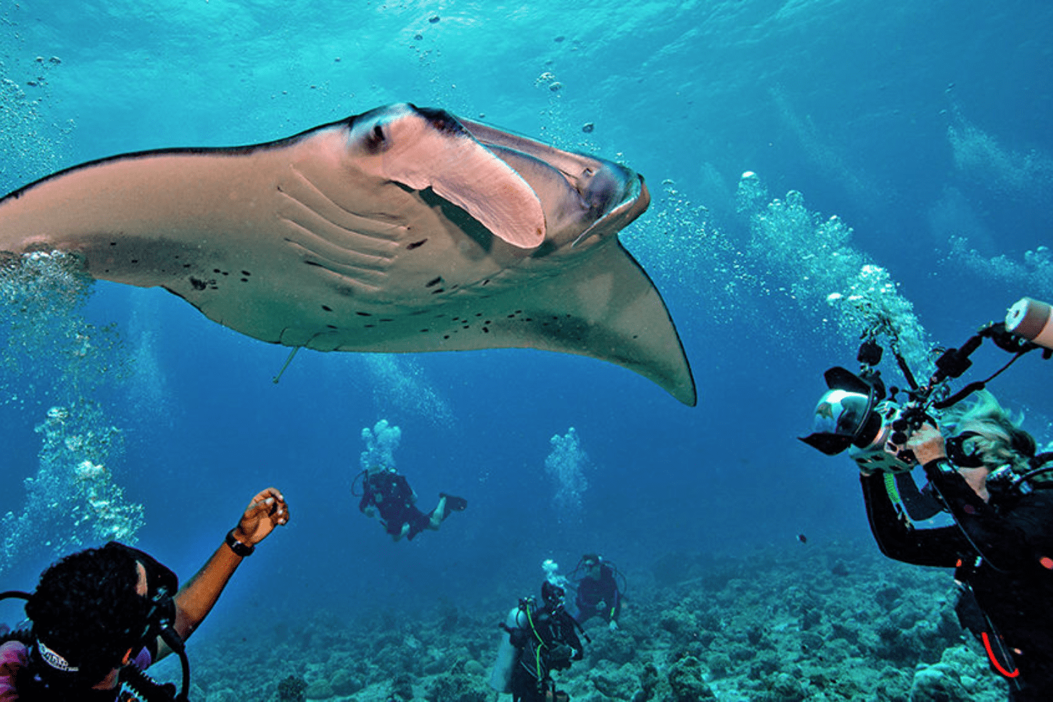scuba-diving-in-maldives