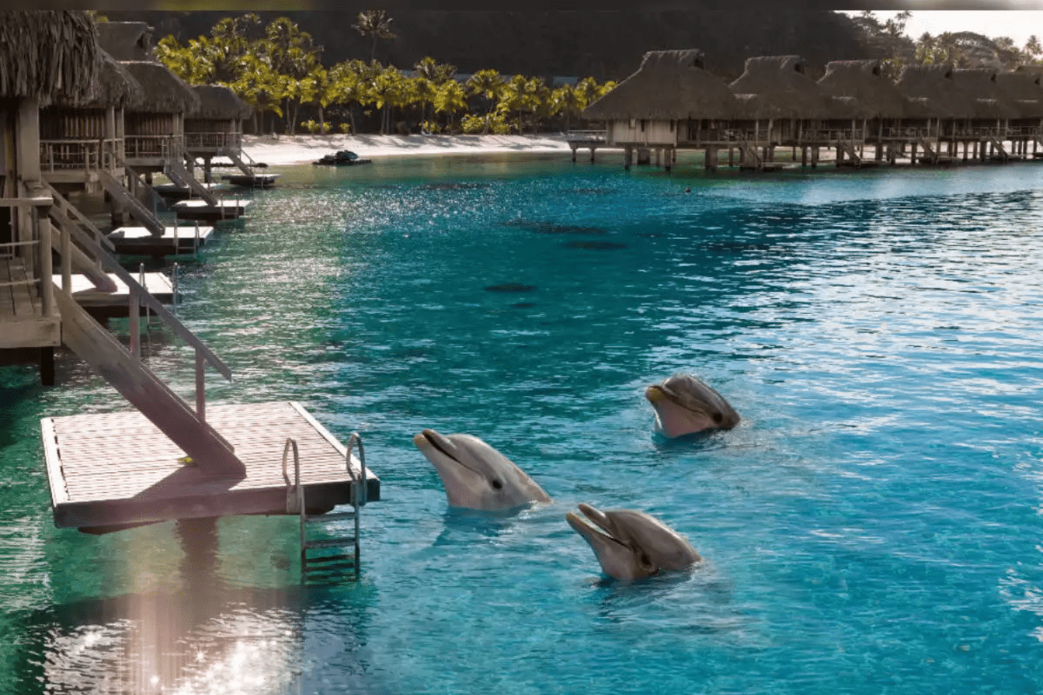 dolphin-watching-in-maldives