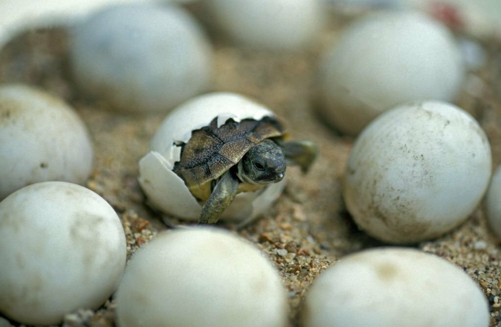 turtle-hatching-in-andaman