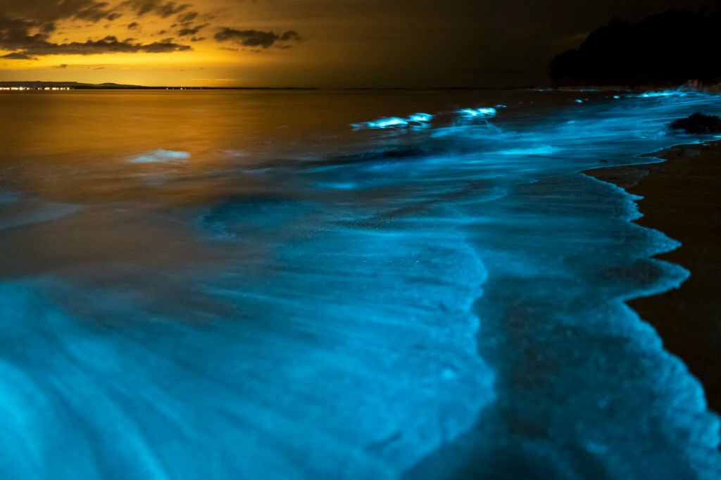 bioluminescence-in-andaman