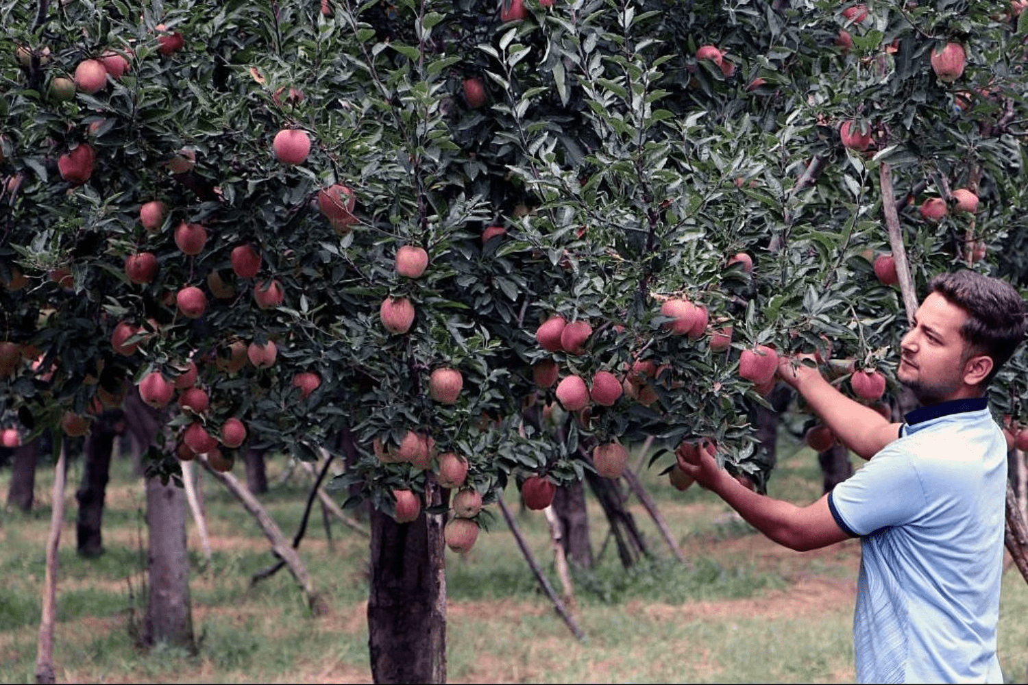 apple-orchards-in-anantnag-kashmir