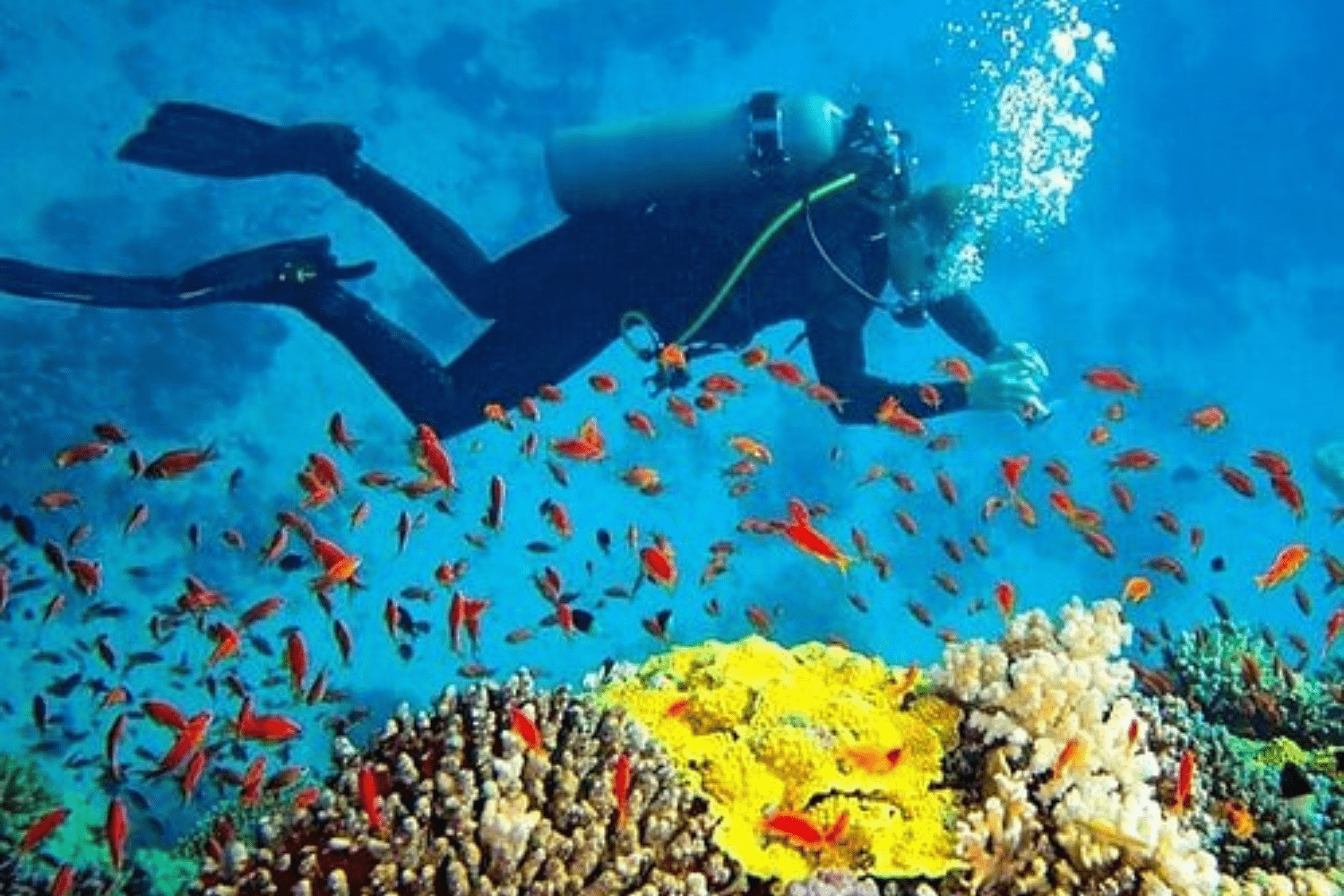 Trincomalee-scuba-diving