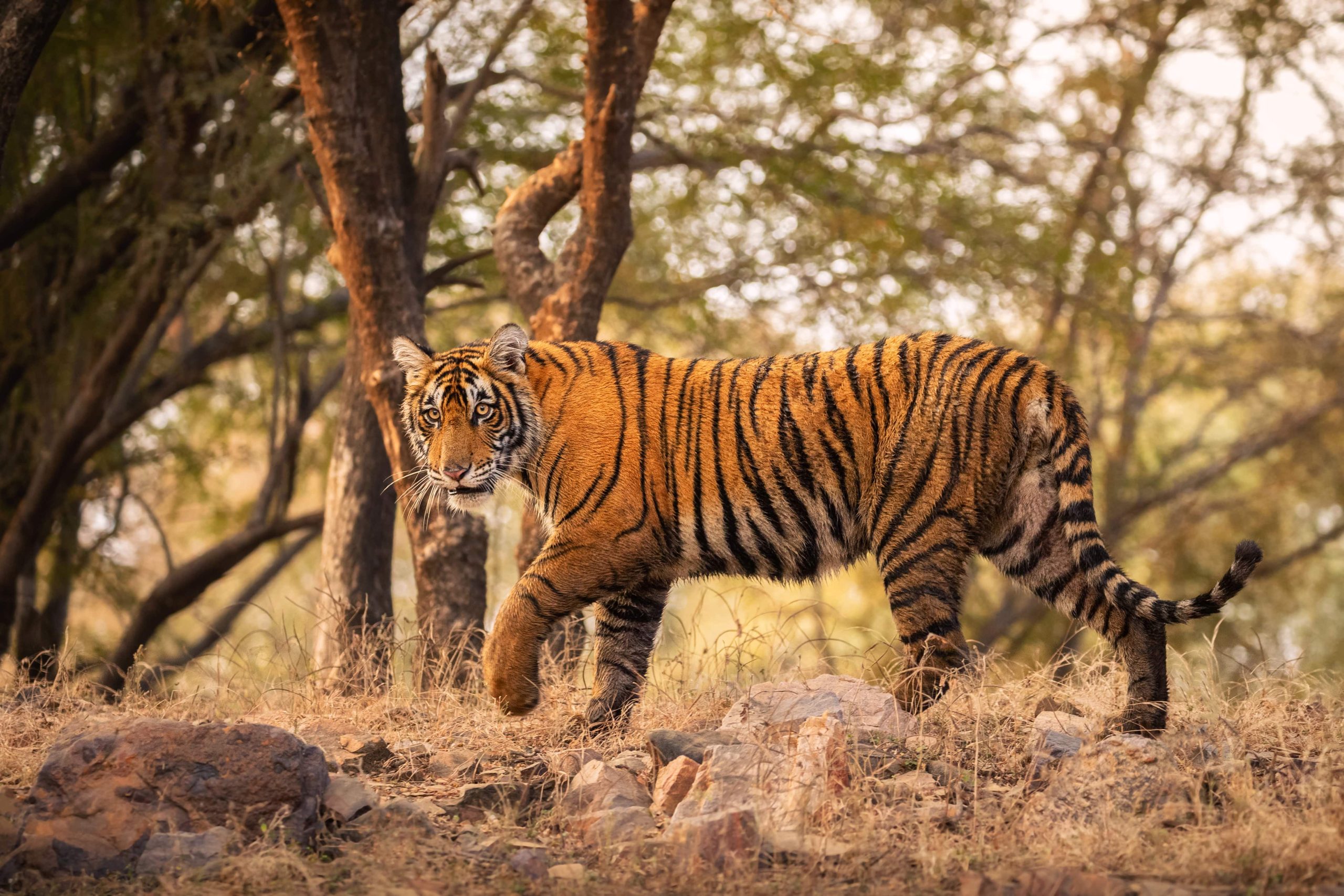 anamalai-tiger-reserve-where-nature-roars-adventure-soars