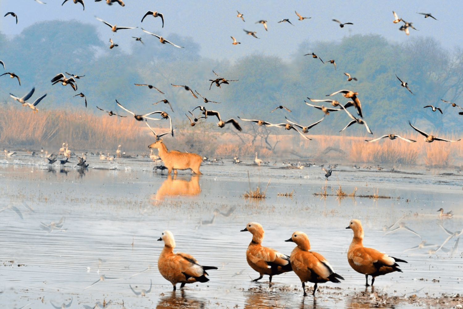 sultanpur-bird-sanctuary-manesar