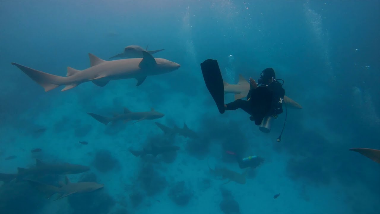 scuba-diving-in-alimatha-jetty-maldives