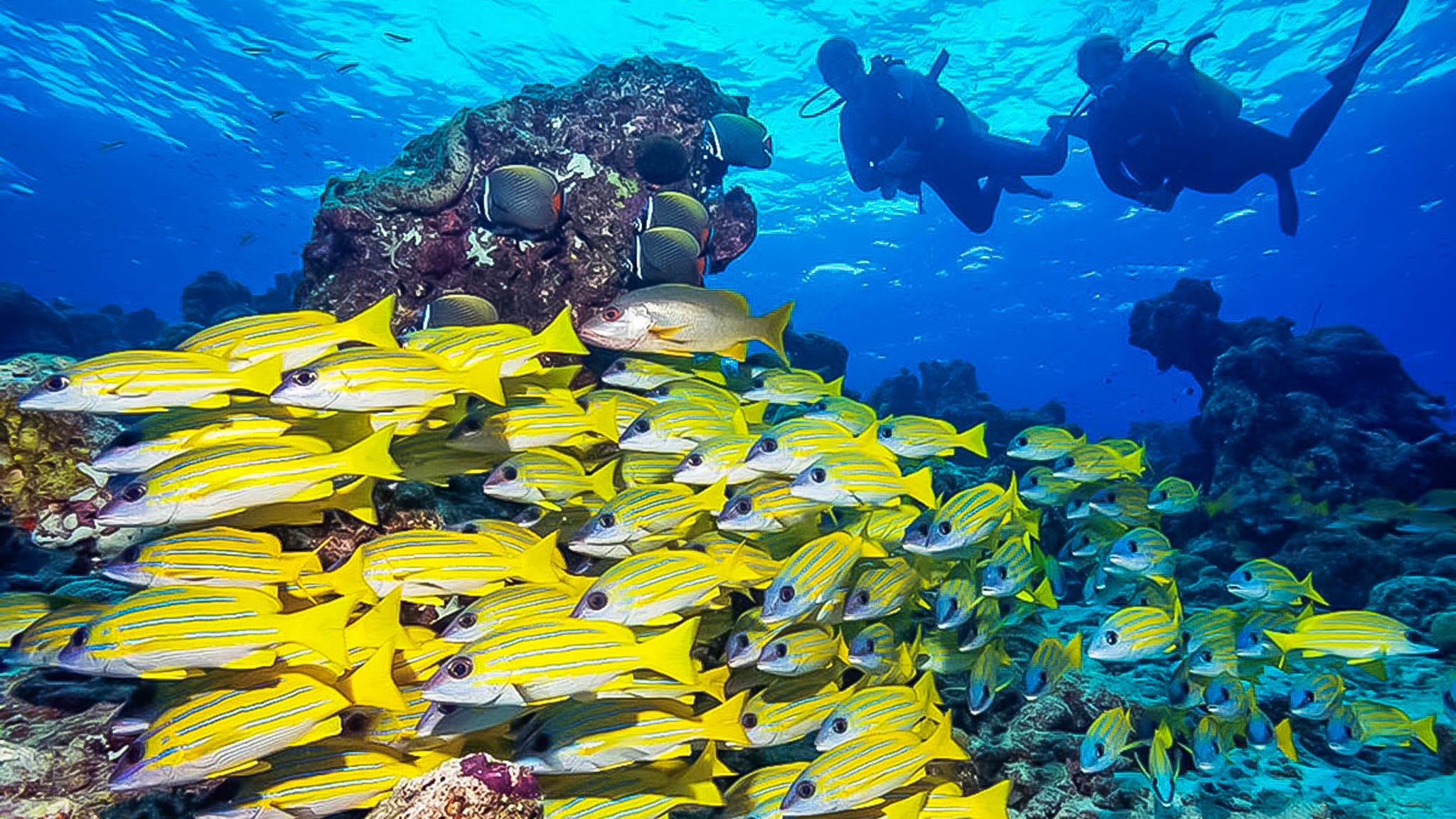 scuba-diving-in-banana-reef-maldives