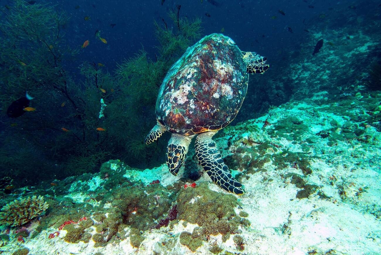 scuba-diving-in-fish-head-maldives
