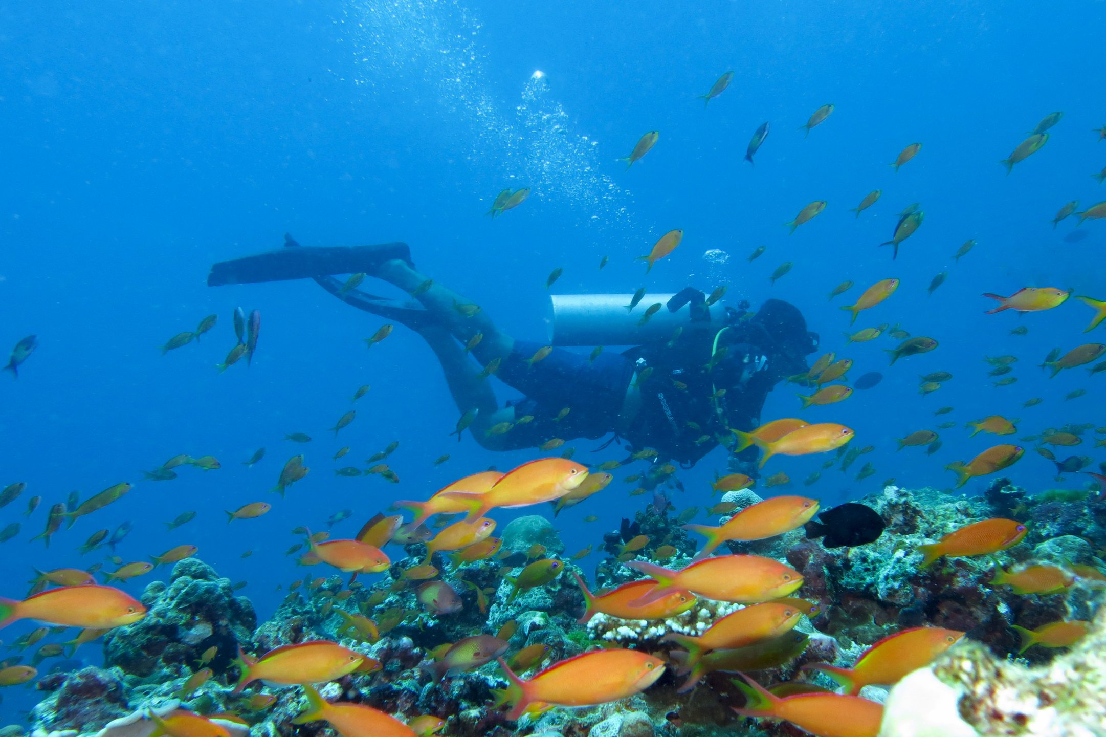 scuba-diving-in-maaya-thilla-maldives