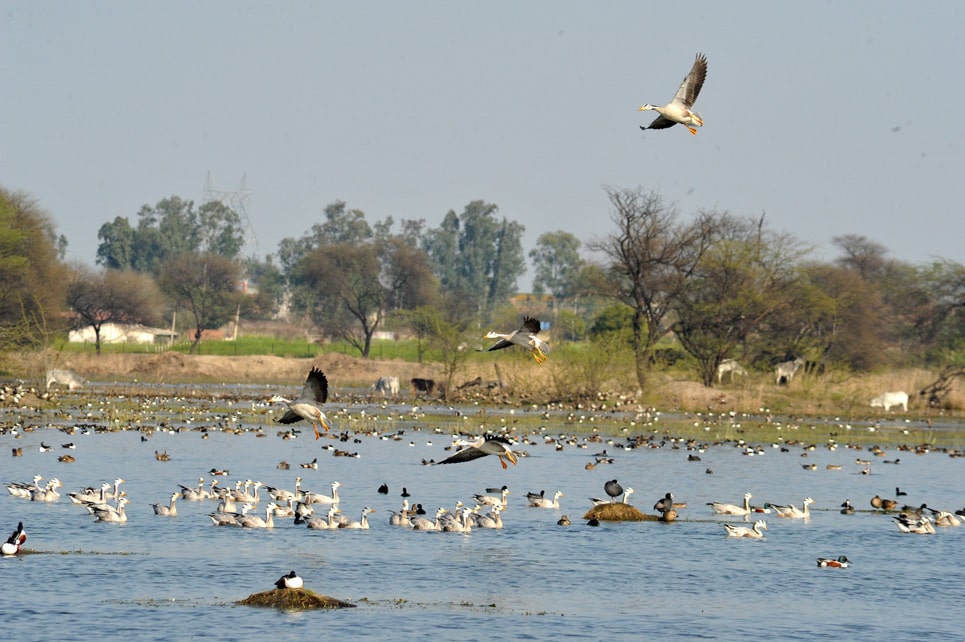sultanpur-bird-sanctuary-in-gurgaon
