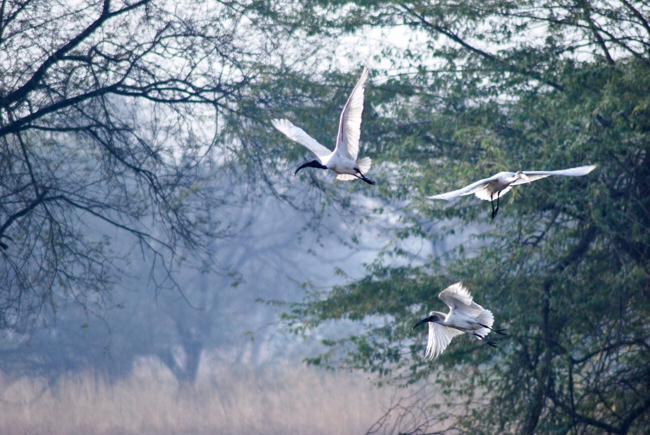 sultanpur-national-park