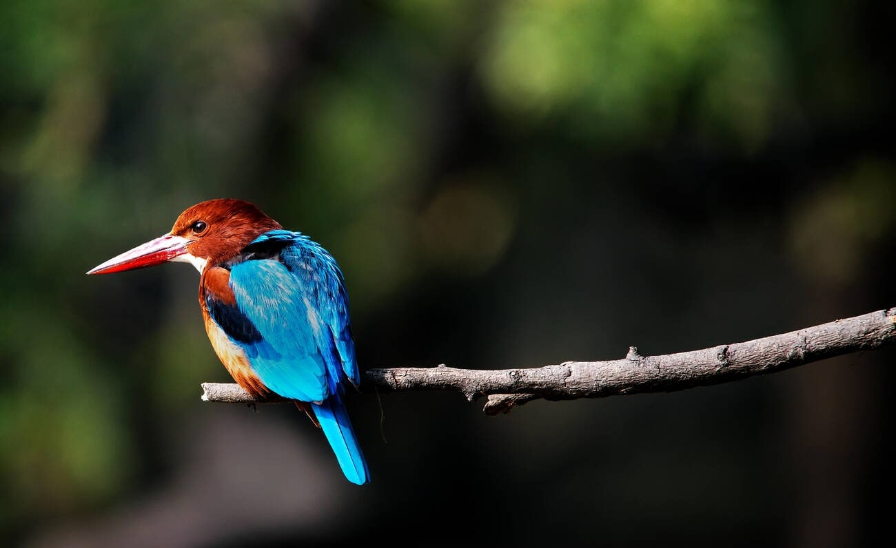 sultanpur-bird-sanctuary