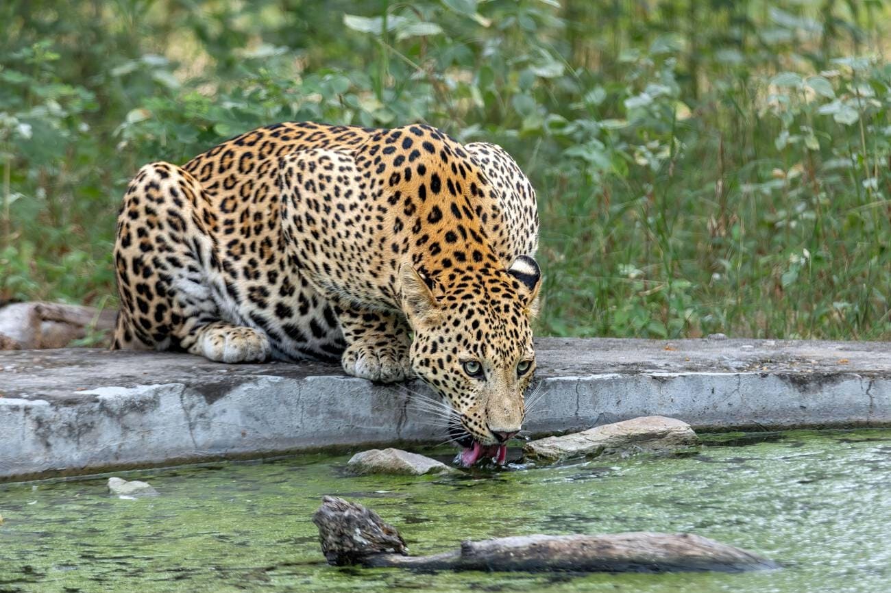 jhalana-leopard-reserve-jaipur