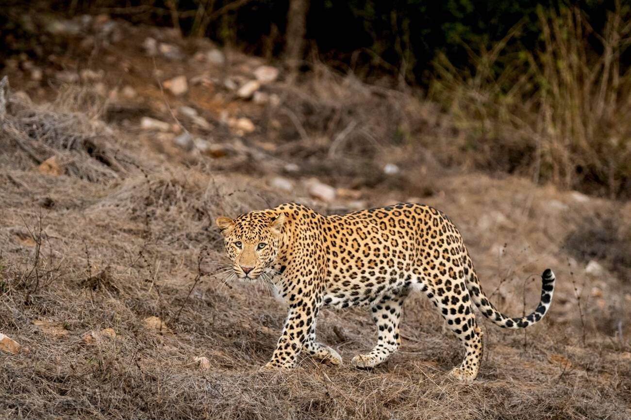 jawai-leopard-reserve-jawai-bandh-pali