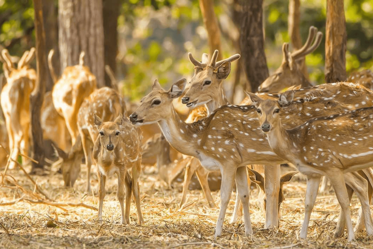 satmaliya-deer-park-khanvel