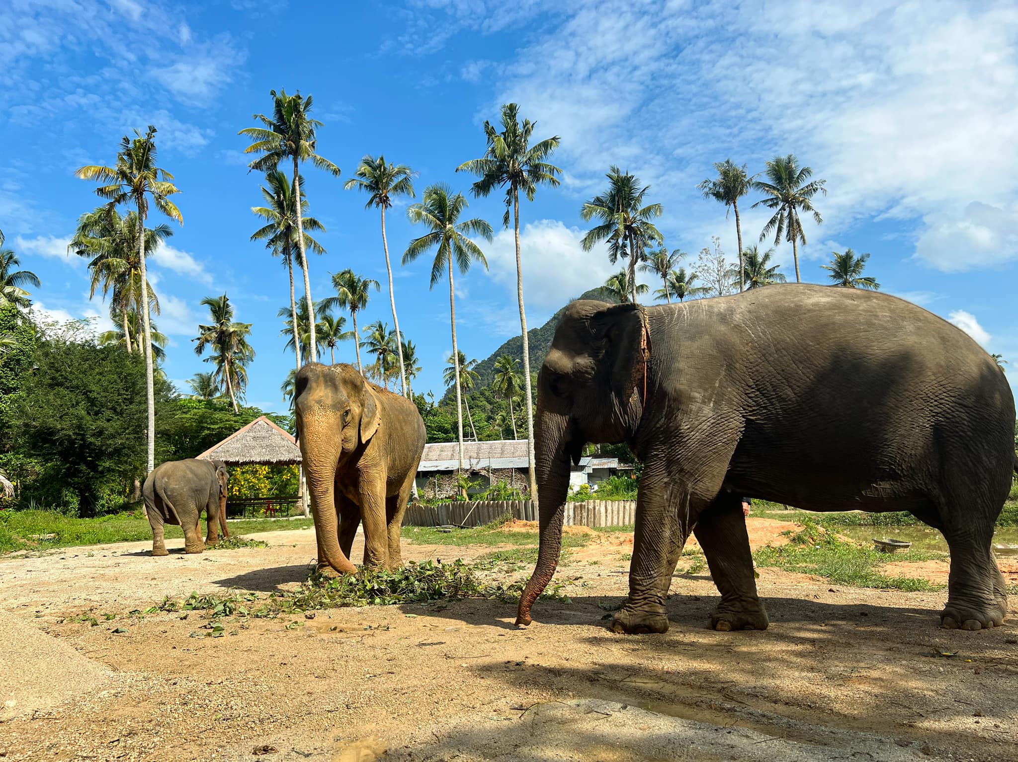 ao-nang-elephant-sanctuary