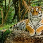 bhutan-wildlife-sanctuaries