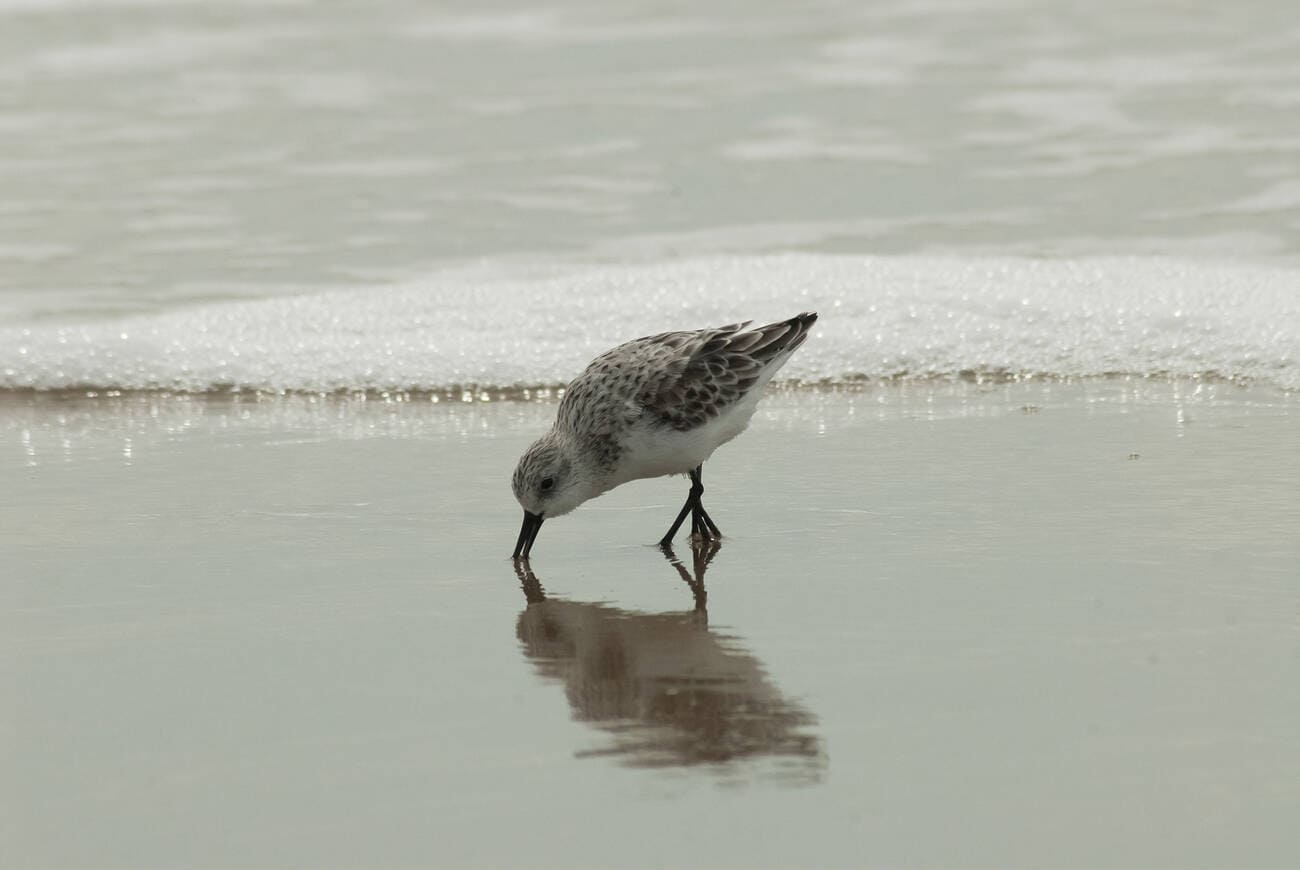 bird-watching-at-radhanagar-beach
