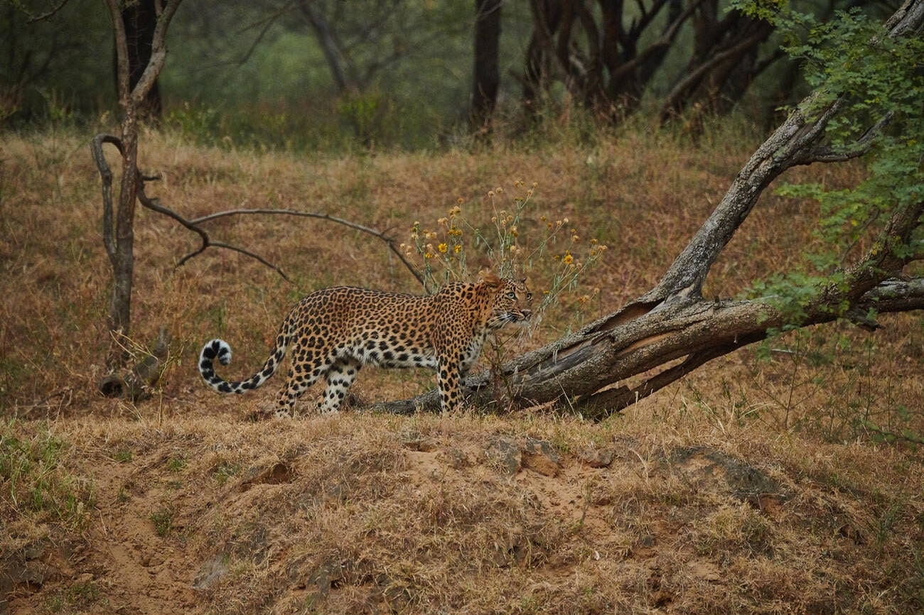 jhalana-leopard-safari-jaipur